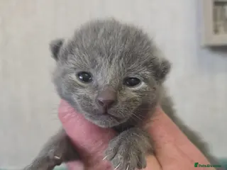 Russian Blue cats Champion Sired Russian Blue Kittens - Advert 2