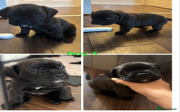 Mixed Breed dogs for sale: 🐶 3 Adorable Male Cockerbull Puppies for Sale! 🐾 - Image 3