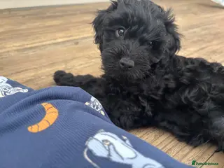 Cavapoo dogs Little Romeo looking for his Juliet! - Advert 1