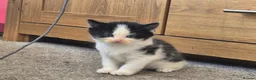 Mixed Breed cats for sale: 5 beautiful kittens  - Advert 17