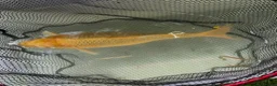 Koi Carp fish for sale: Mixed Koi Carp Golden Orfe Fish Collection - Advert 4