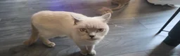 British Shorthair cats for sale: 2 British Shorthair borthers in Ossett - Advert 3