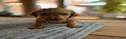 Labradoodle dogs for sale: 4 Beautiful female Labradoodles Ready to go! - Advert 23