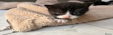 Domestic Shorthair Kitten 3