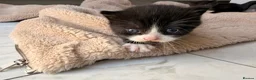 Domestic Shorthair cats for sale: British shorthair crossbreed - Advert 11
