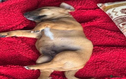 Jack Russell dogs for sale: 🐾Jack Russell Puppies🐾 - Image 33