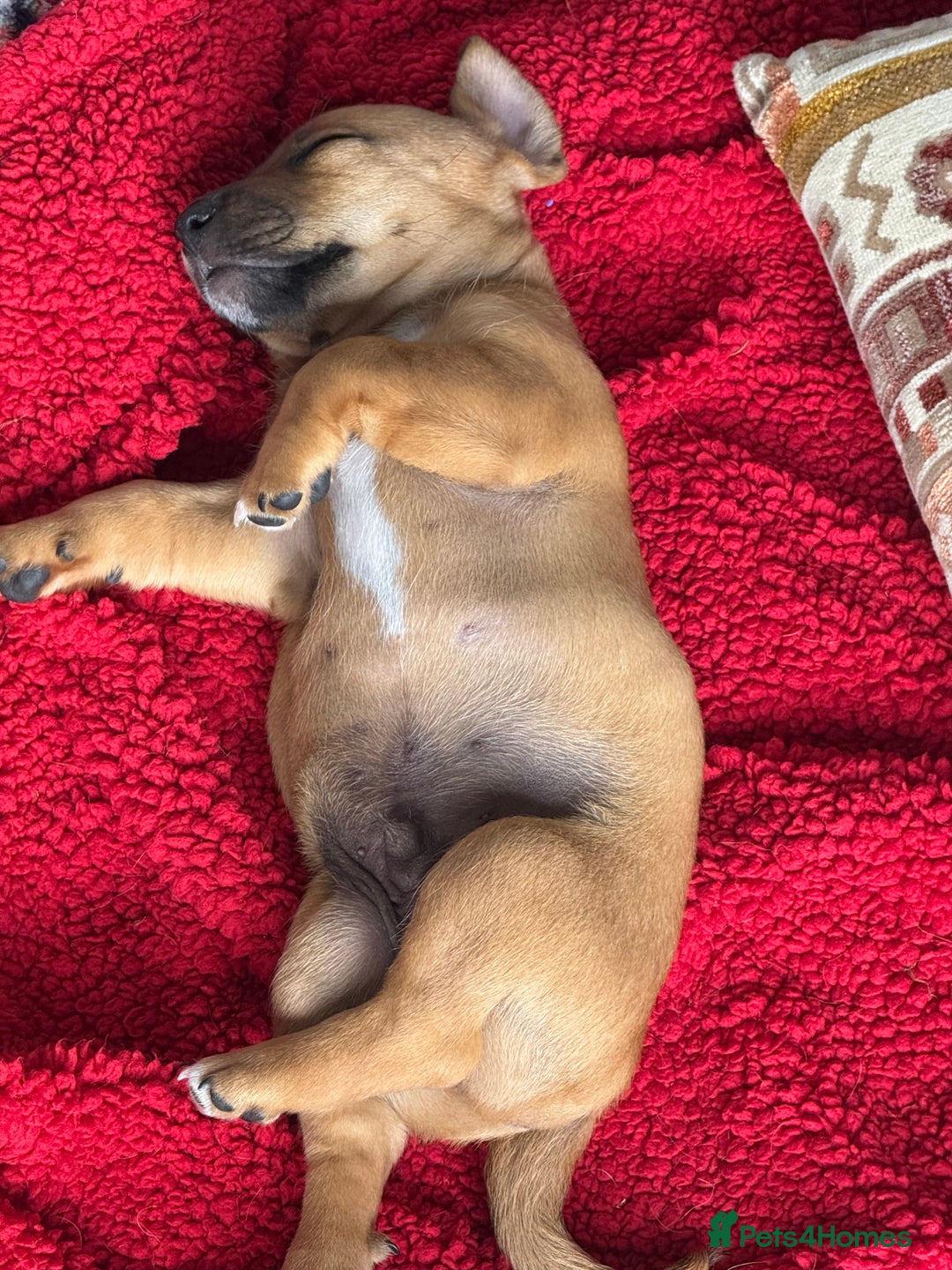 Jack Russell dogs for sale: 🐾Jack Russell Puppies🐾 - Image 33