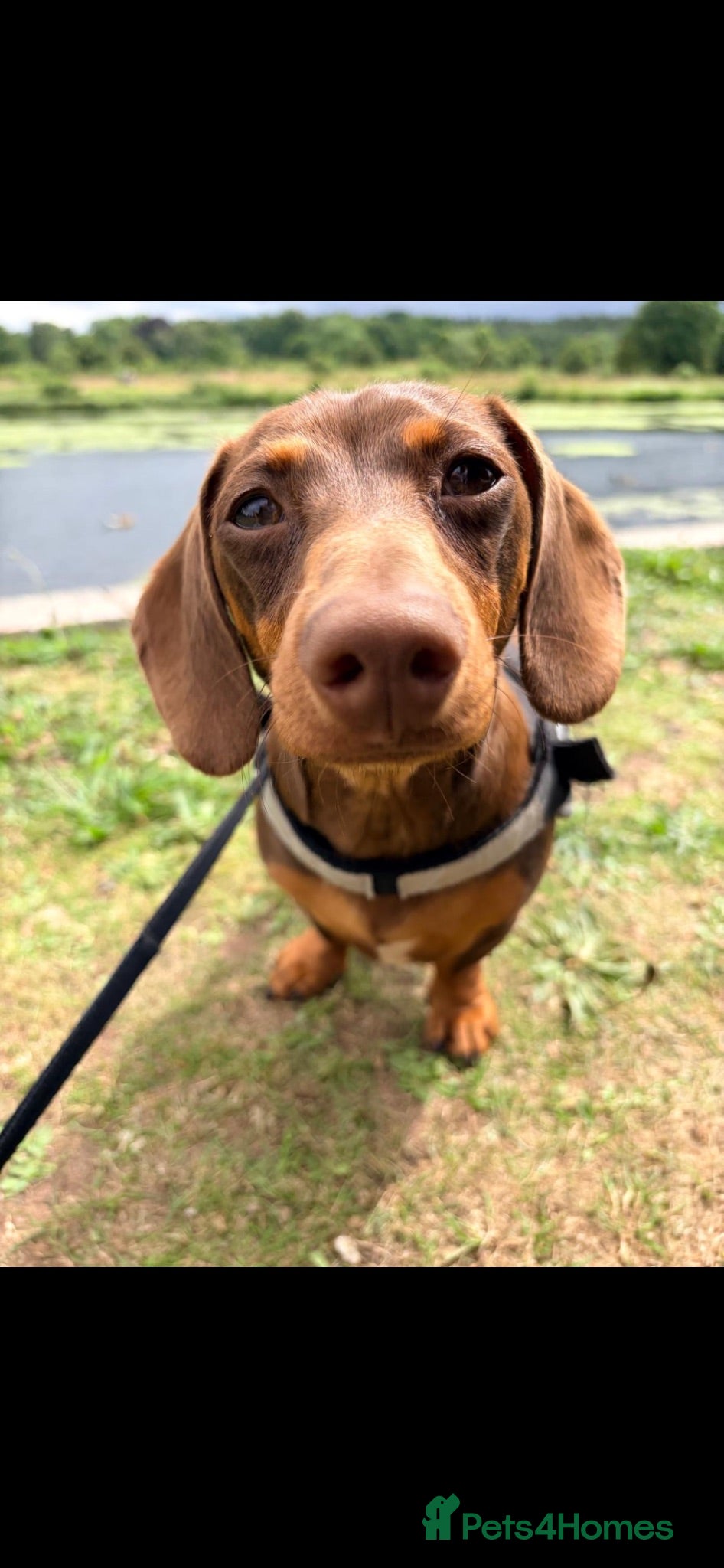 Dachshund dogs Beautiful Tanned Miniature Dachshund   - Advert 1