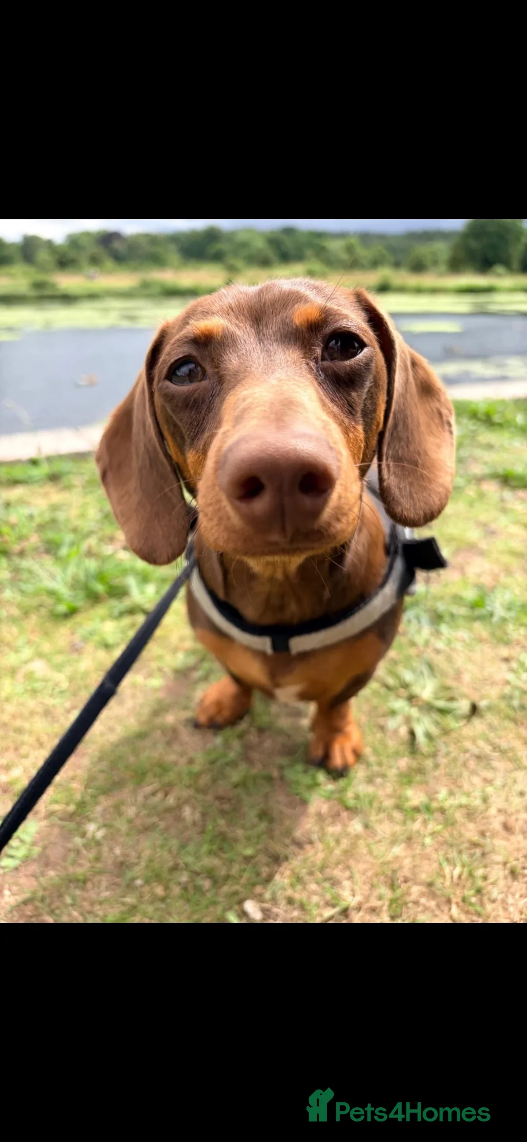 Dachshund dogs for sale: Beautiful Tanned Miniature Dachshund   in Gainsborough - Advert 1