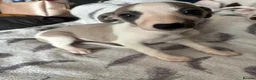 Whippet dogs for sale: Amazing whippet puppies  - Advert 24