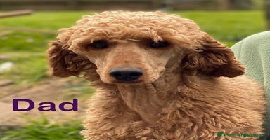 Sproodle dogs - Advert 5