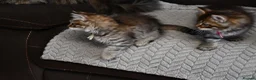 Siberian cats for sale: Pedigree Siberian Kittens from Tunguska House - Advert 7