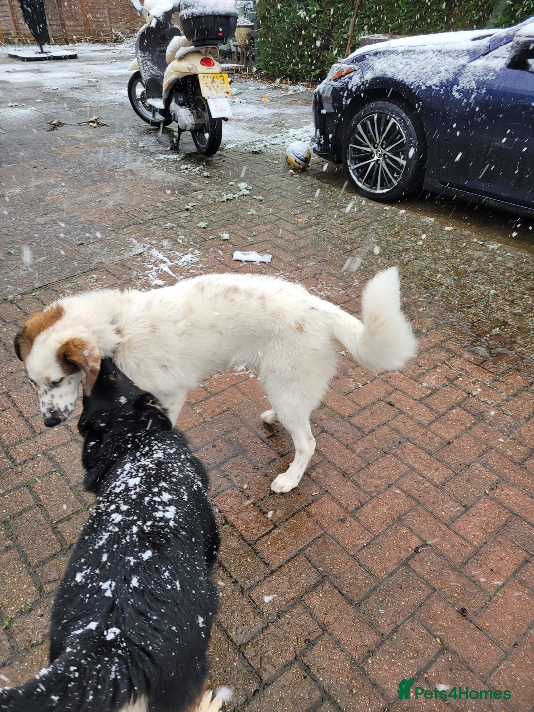 Mixed Breed dogs for sale: Winnie  - Advert 4