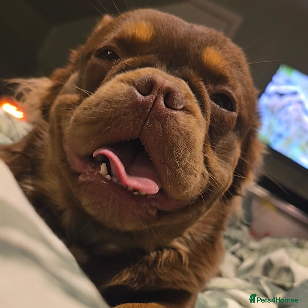 French Bulldog dogs for stud: Rojo Tan Visual Fluffy French Bulldog Stud in Blairgowrie - Advert 4