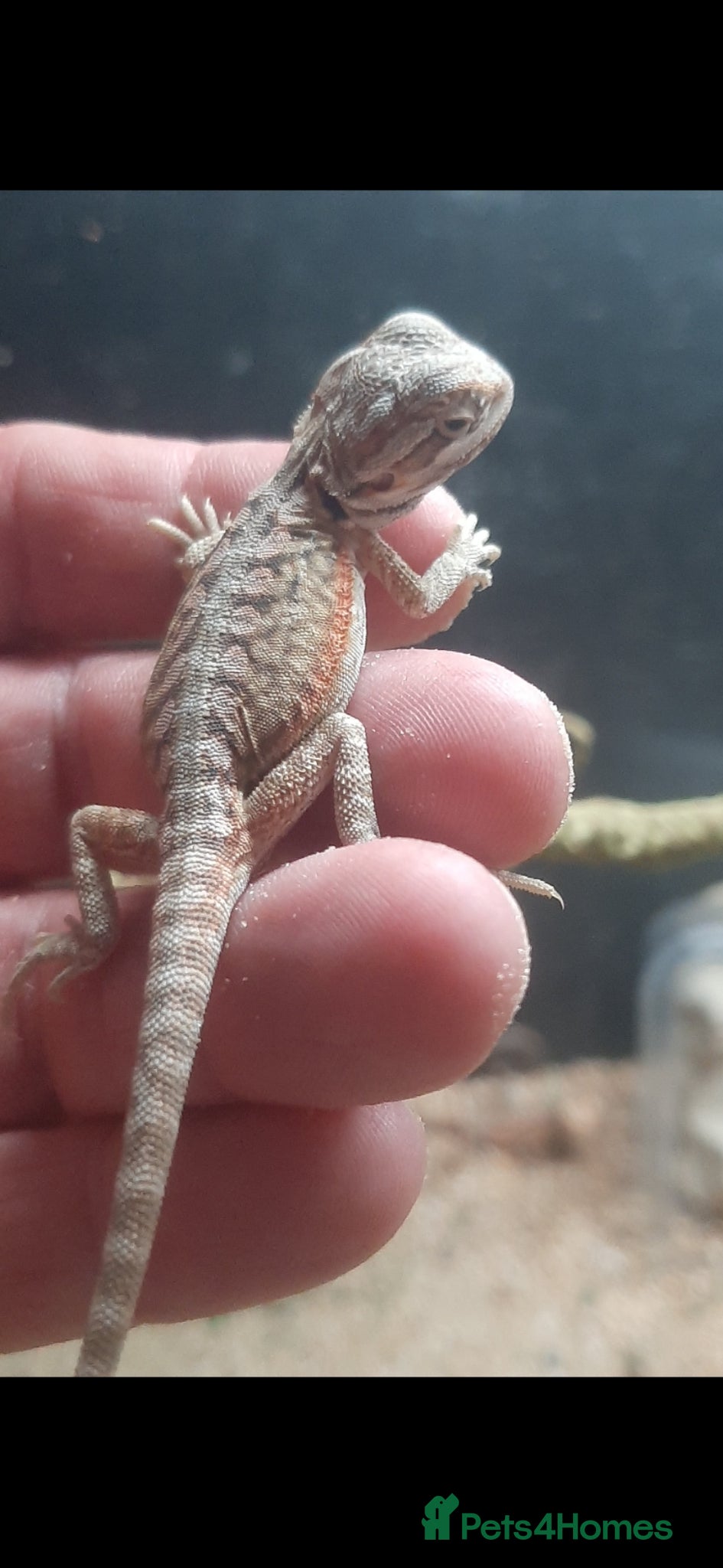 Bearded Dragon reptiles for sale: Beautiful Baby Bearded Dragons For Sale - Advert 4