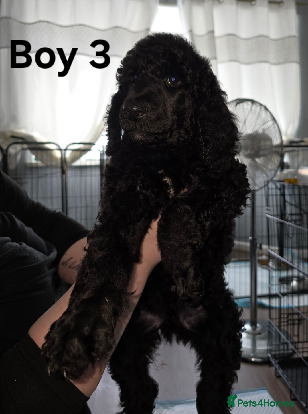 Standard Poodle dogs for sale: Standard Poodle Puppies READY TO LEAVE NOW  - Image 9