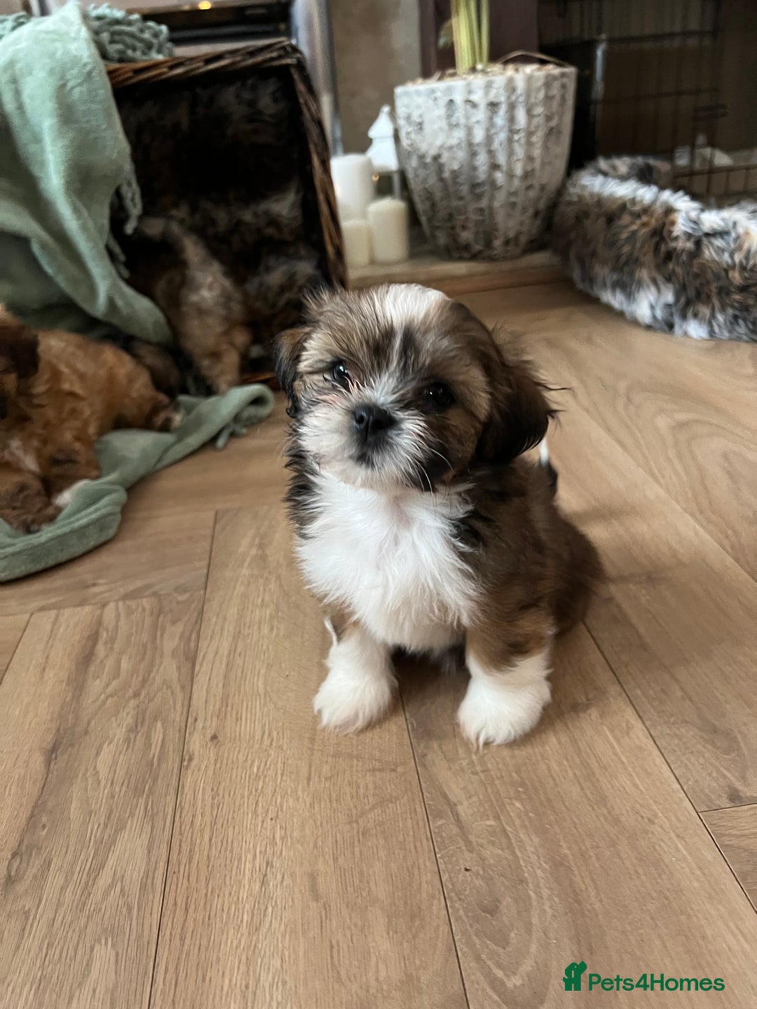 Lhasa Apso dogs for sale: Lhasa apso puppies  - Advert 10