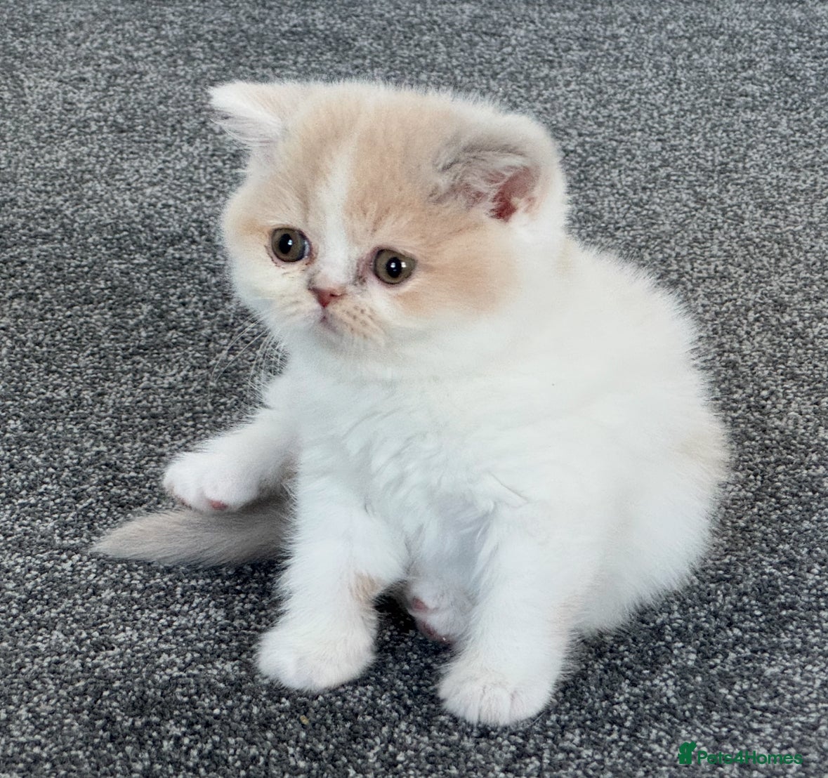 British Shorthair cats for sale: Tica reg Supreme Grand Ch and CH female kittens  - Advert 13