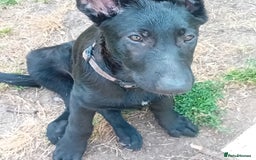 German Shepherd dogs for sale: Female Black German Shepherd Puppy in London - Image 8