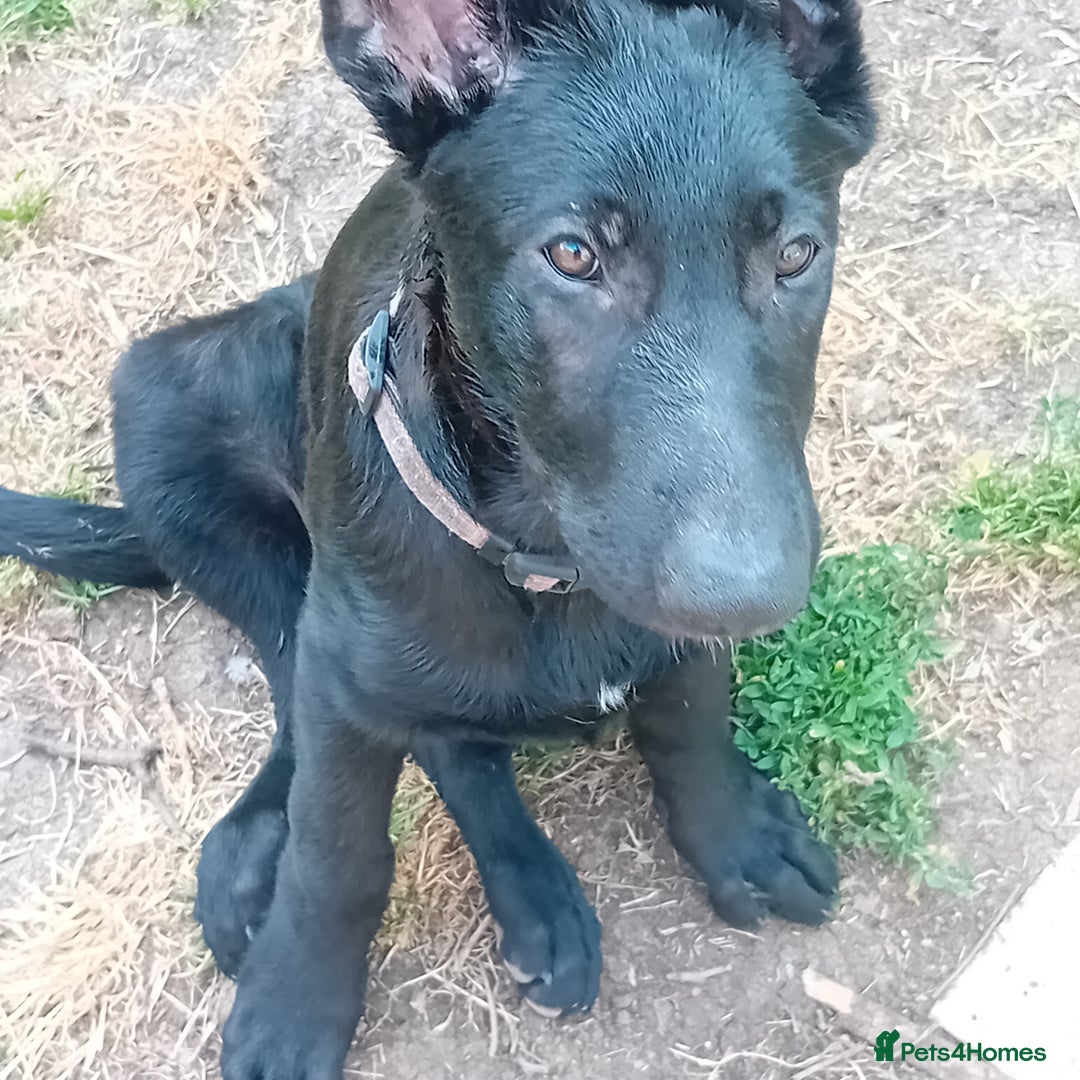 German Shepherd dogs for sale: Female Black German Shepherd Puppy in London - Image 8