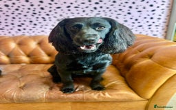 Cockapoo dogs for stud: Cockapoo (looks like spaniel father) for stud - Image 3