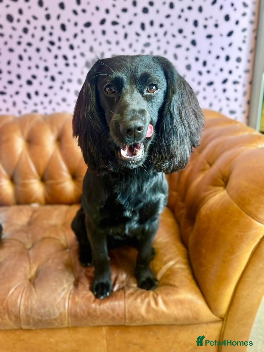 Cockapoo dogs for stud: Cockapoo (looks like spaniel father) for stud - Image 3
