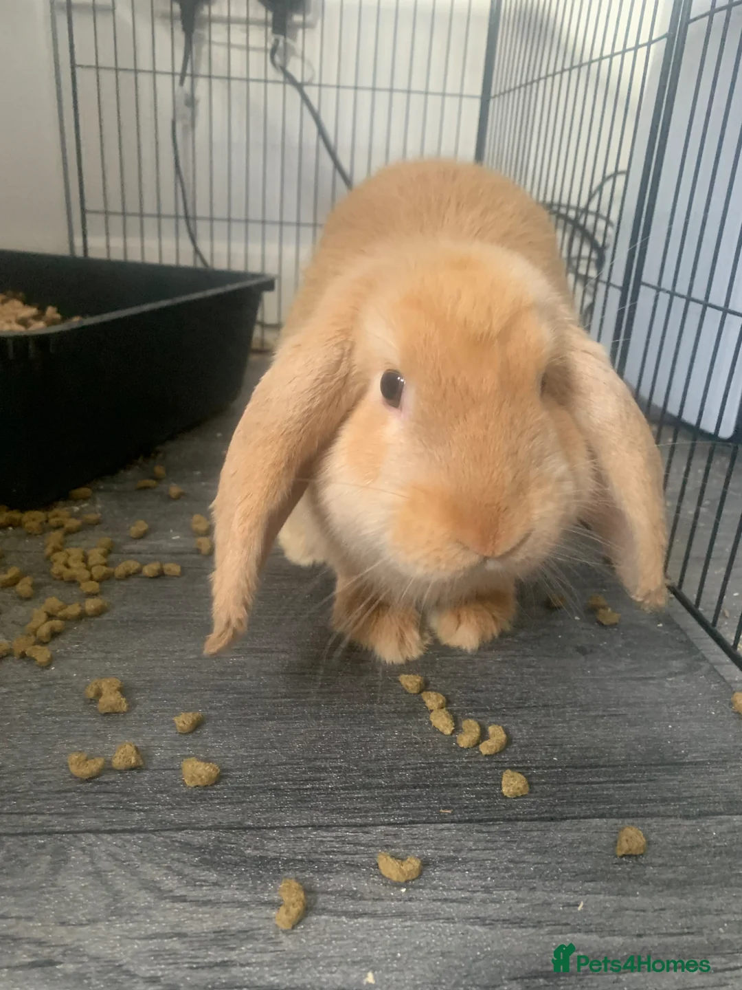 Mini Lop rabbits for sale: Female lops for rehome  - Advert 2