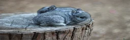Netherland Dwarf rabbits for sale: Exceptional Netherland Dwarf Babies Available  - Advert 6