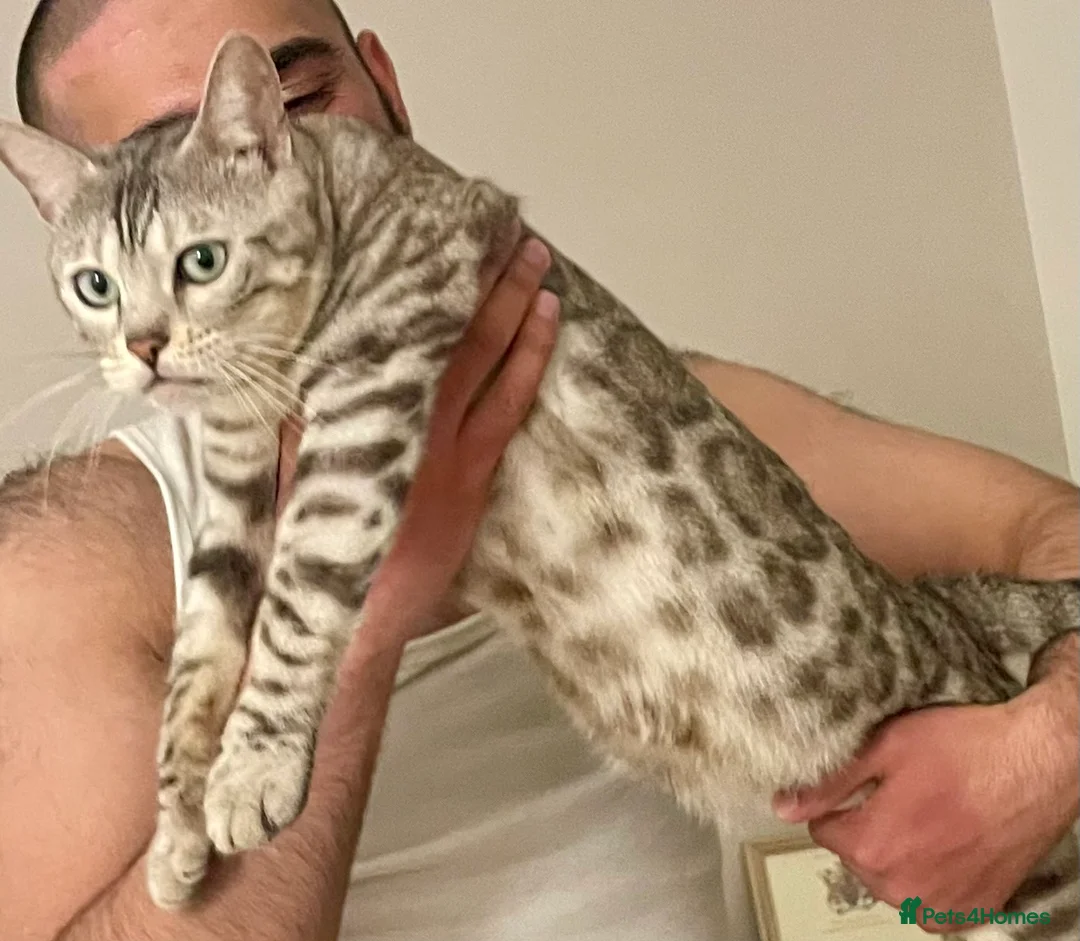 Bengal cats for sale: 🥇🏆Gorgeous Pedigree Tica Pure Bengals🏆🥇 - Advert 15