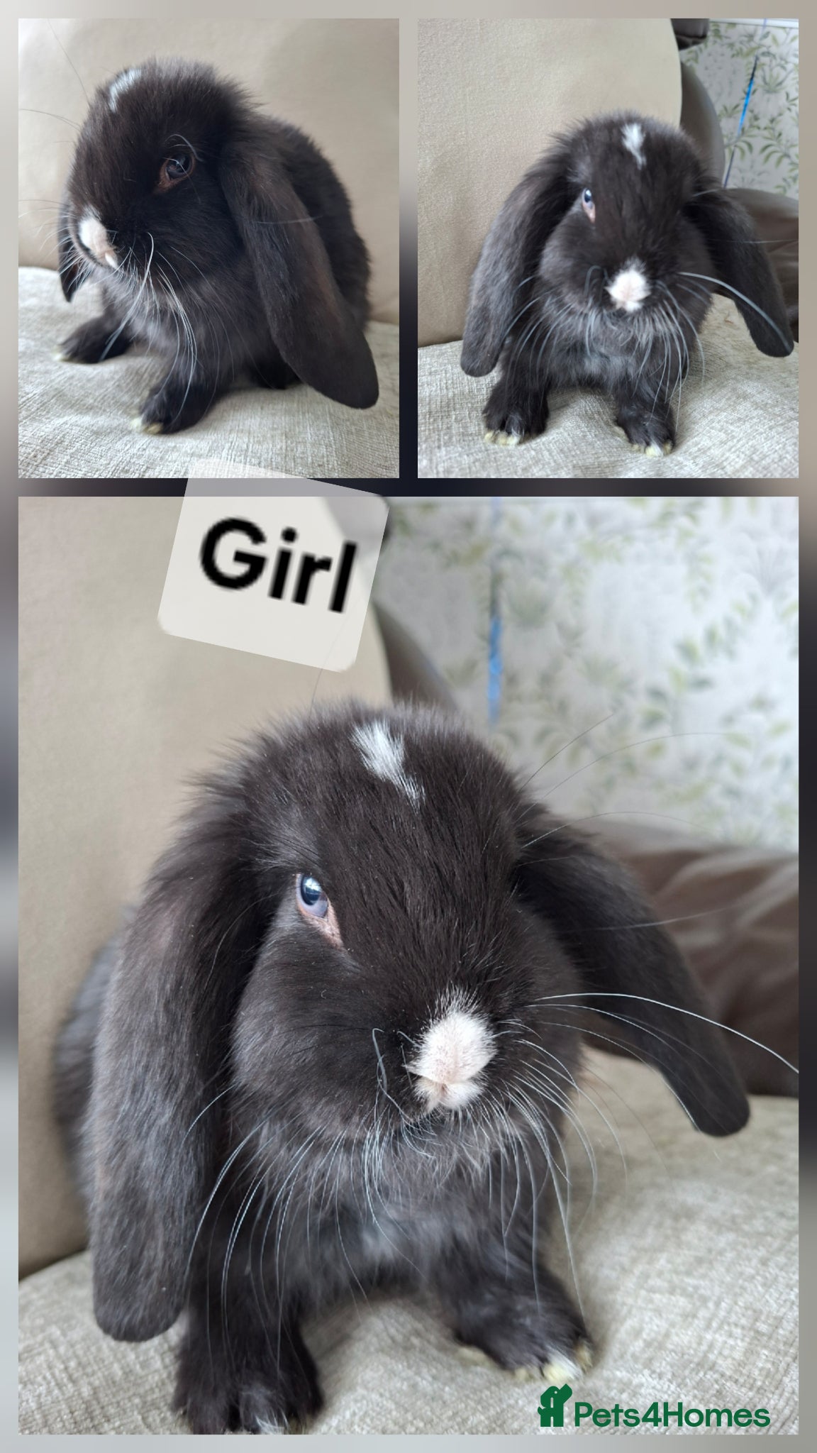 French Lop rabbits READY SOON vaccinated french lop babies - Advert 1