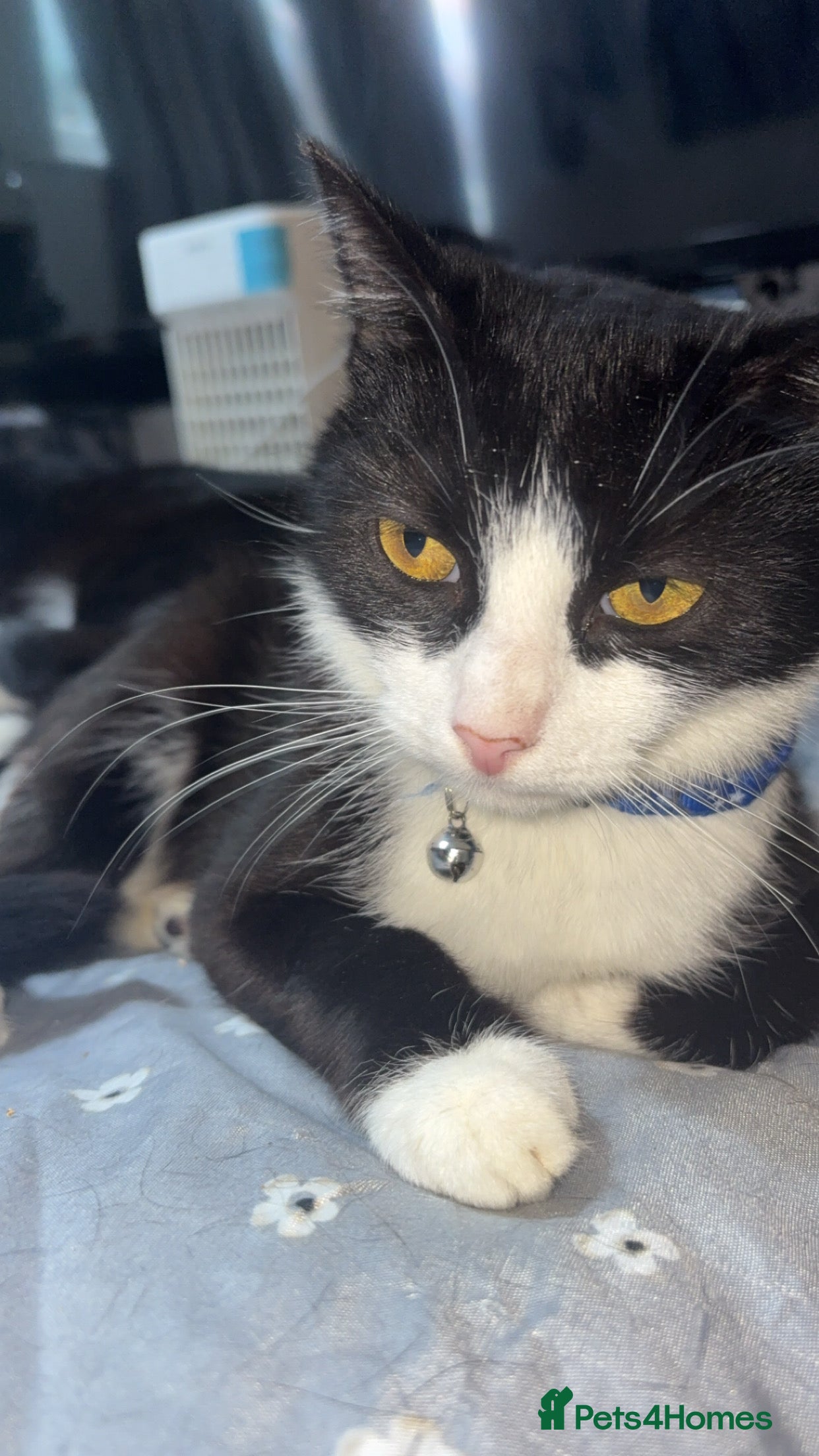 Mixed Breed cats for sale: Rescue cats and kittens  - Advert 3