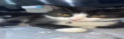 Mixed Breed cats for sale: Rescue cats and kittens  - Advert 1