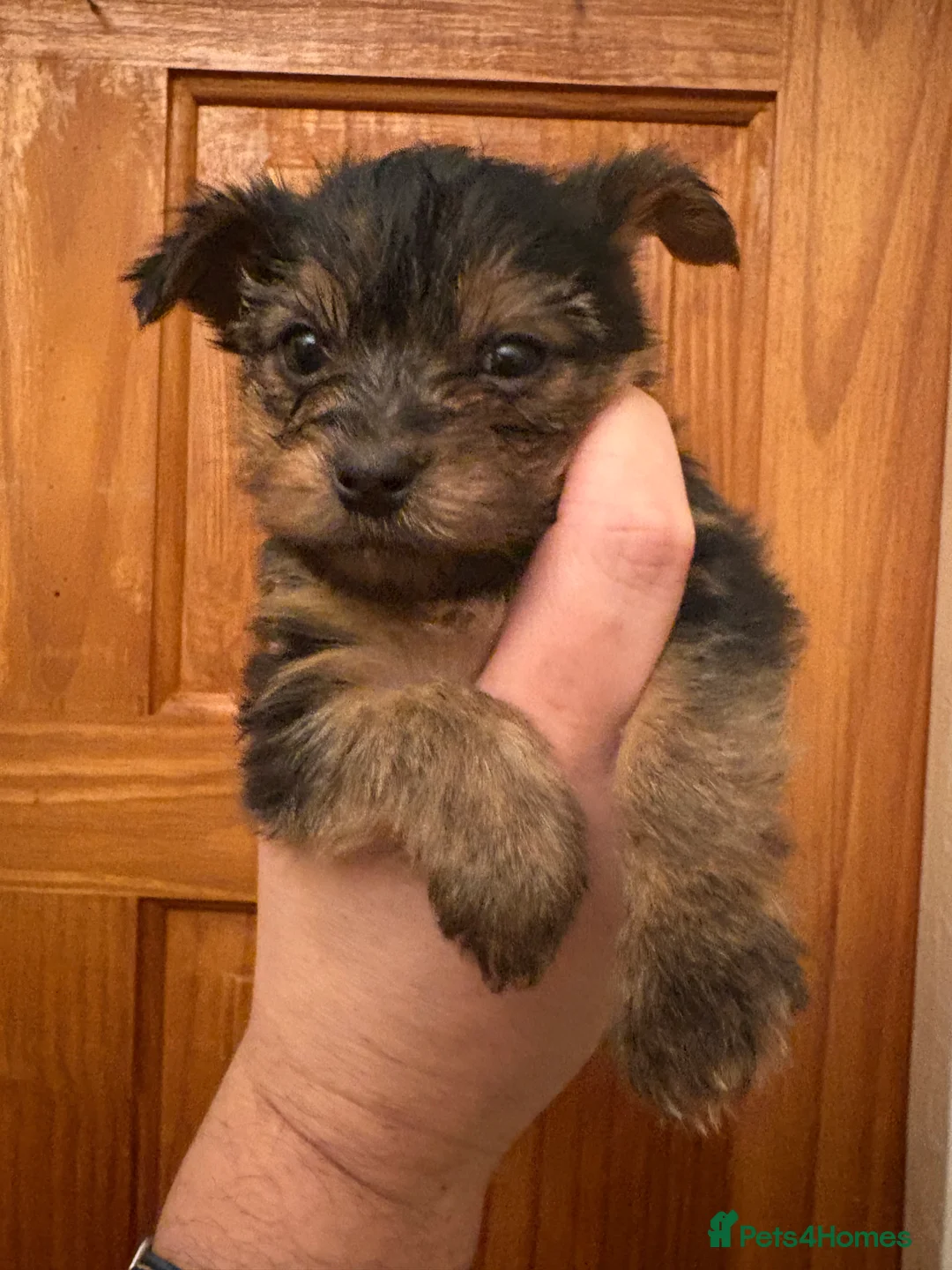 Shorkie dogs for sale: Yorkie shih tzu puppies  - Advert 4