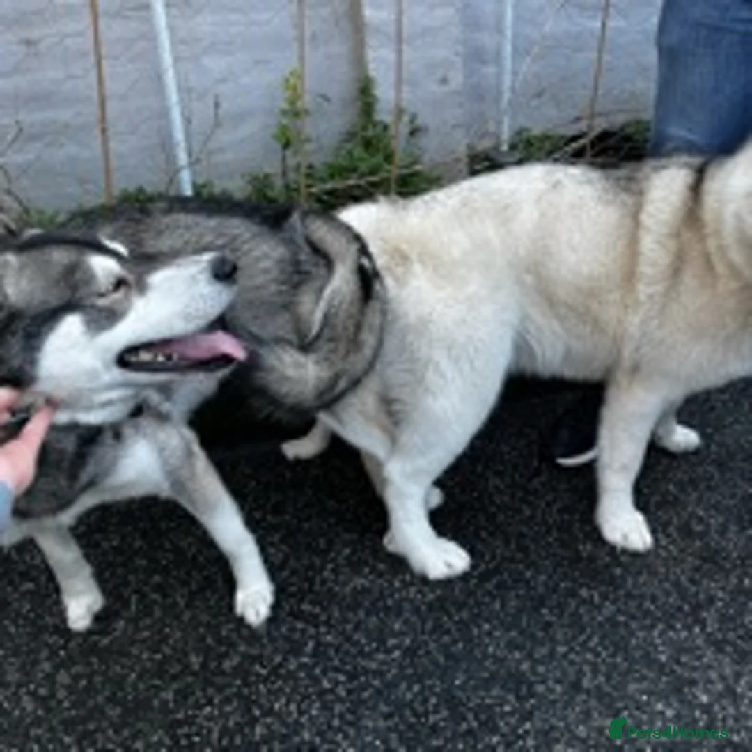 Siberian Husky dogs for stud:  Loki in Heywood - Advert 18