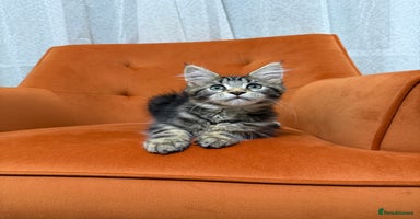Maine Coon cats 💫Maine Coon Kittens Available- Champion Pedigree✨ - Advert 8
