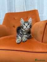 Maine Coon cats 💫Maine Coon Kittens Available- Champion Pedigree✨ - Advert 10