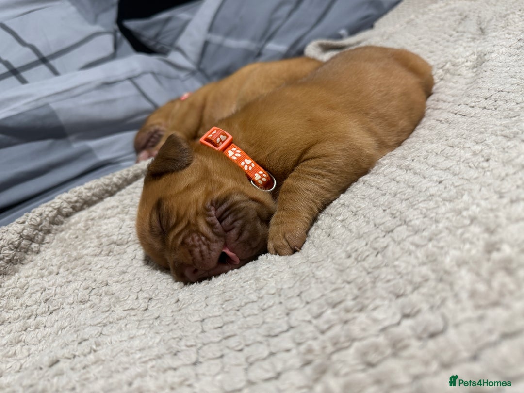 Dogue De Bordeaux dogs for sale: Beautiful Dogue De Bordeaux Puppies - Advert 11