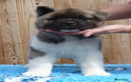 Akita dogs for sale: KC registered Akita puppies - Image 3