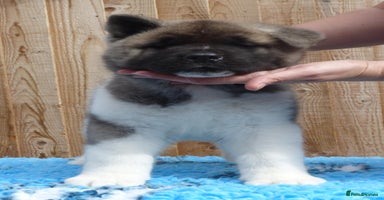 Akita dogs - Advert 4