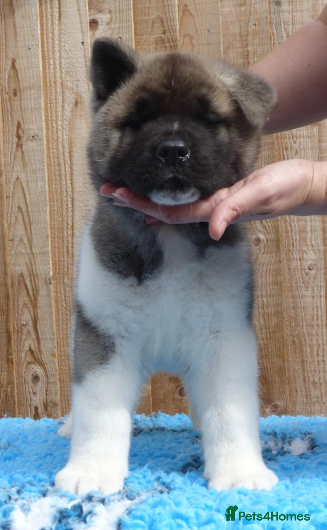 Akita dogs for sale: KC registered Akita puppies - Image 3