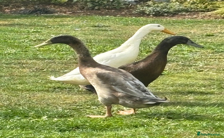 Ducks poultry - Advert 1