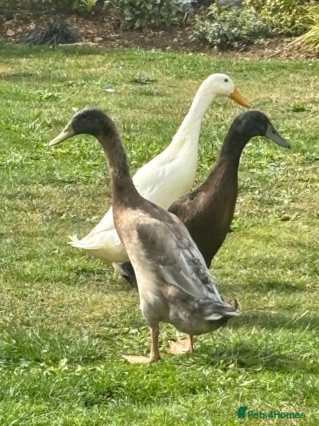 Ducks poultry for sale: Indian Runner Drakes - Image 1