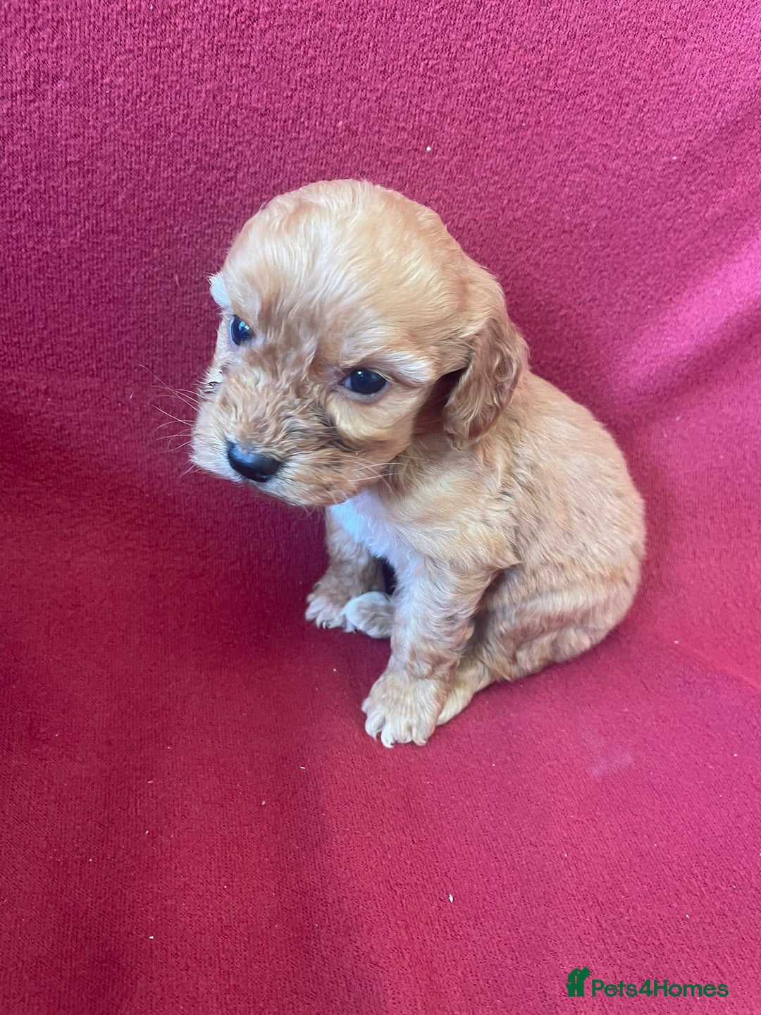 Cockapoo dogs for sale: F1 Cockapoo puppies  - Advert 2