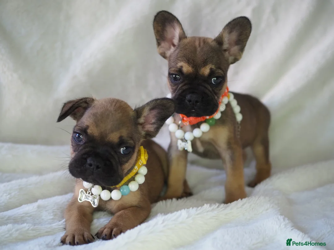 French Bulldog dogs for stud: STUD Full Fluffy Visual Merle £500 all in  in Liverpool - Advert 21