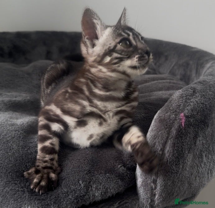 Bengal cats for sale: Exceptional kittens in silver, brown and charcoal - Advert 1