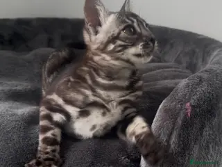 Bengal cats for sale: Exceptional kittens in silver, brown and charcoal - Advert 1
