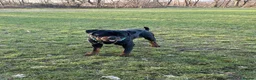 Rottweiler dogs for stud: Black Trovants Champion bloodline Rottweiler stud - Advert 8