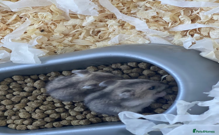 Hamster rodents - Advert 2