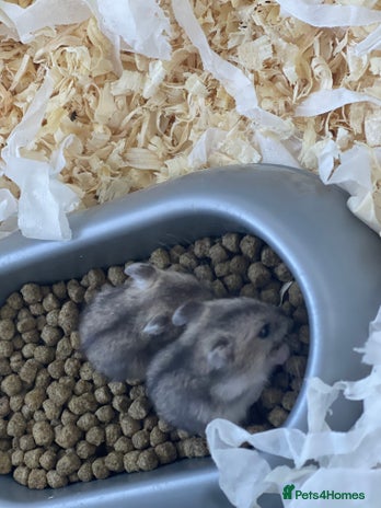 Hamster rodents - Advert 7