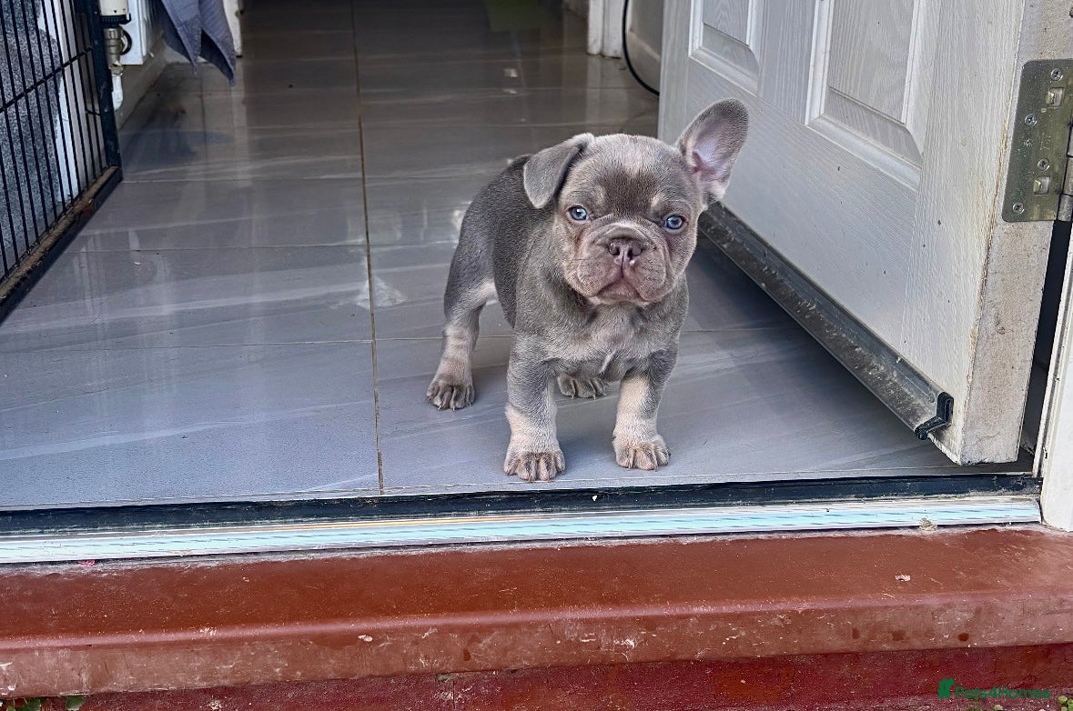 French Bulldog dogs 🤎🐻 Beautiful Quality Baby Dogs  🐻🤎 - Advert 15